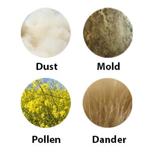 Graphic of Different Allergens