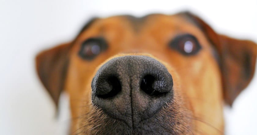 up close image of a dogs nose