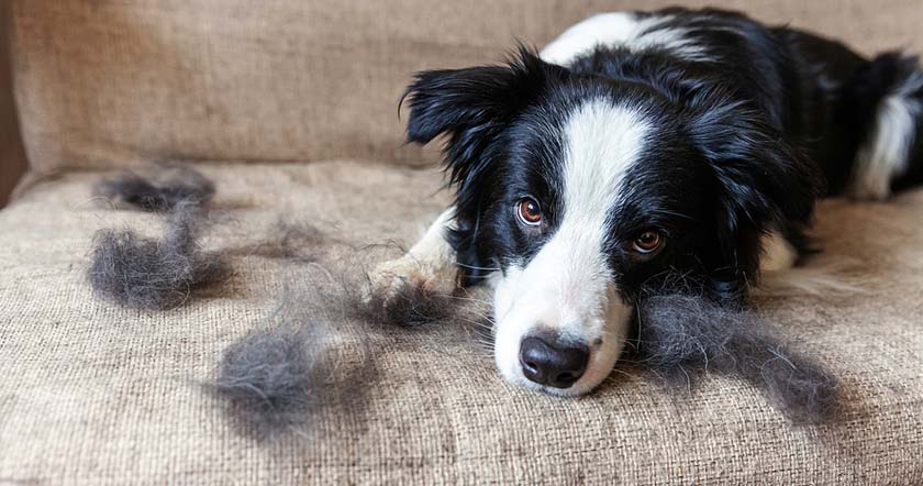 Cute dog sitting on couch surrounded by clumps of dog hair