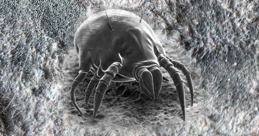 rendering of black and white dust mite up close