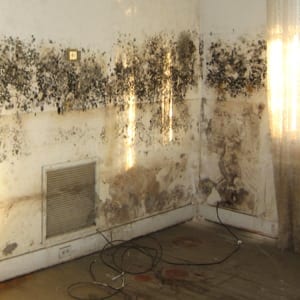 Types of Indoor Mold Summary