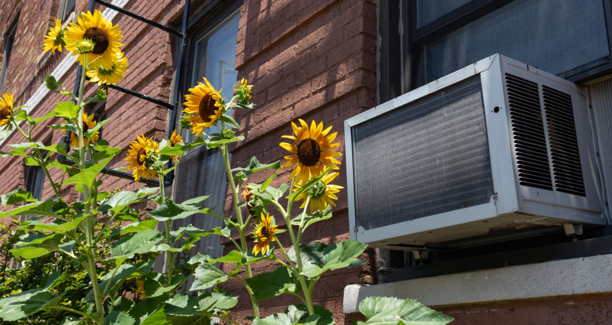 window air conditioner next to sunflowers growing near home