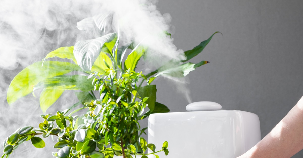 How Often Should I Use a Humidifier For My Plants