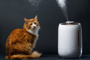 Orange long haired cat sitting next to white humidifier [why does my cat like the humidifier?]